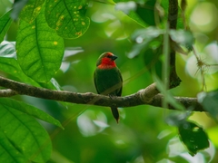 Erythrura psittacea