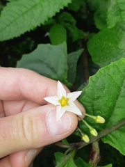 Solanum macrotonum