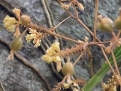 Trizeuxis falcata