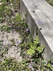 Astragalus nuttallianus trichocarpus