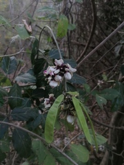 Lonchocarpus guatemalensis