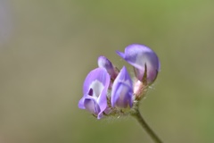 Astragalus nuttallianus trichocarpus