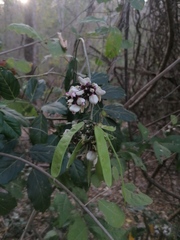 Lonchocarpus guatemalensis