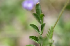 Astragalus nuttallianus trichocarpus
