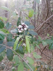 Lonchocarpus guatemalensis
