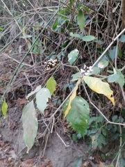 Lonchocarpus guatemalensis
