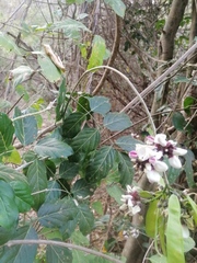 Lonchocarpus guatemalensis