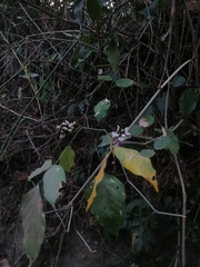 Lonchocarpus guatemalensis