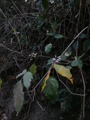 Lonchocarpus guatemalensis