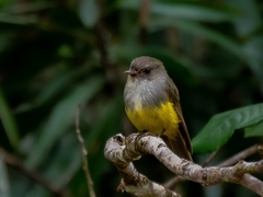 Eopsaltria flaviventris