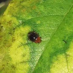 Cryptolaemus montrouzieri