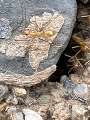 Myrmecocystus mexicanus