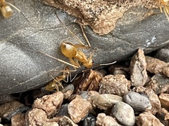 Myrmecocystus mexicanus