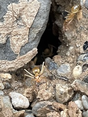 Myrmecocystus mexicanus
