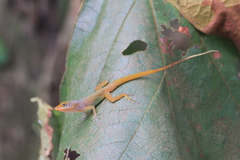Anolis luciae
