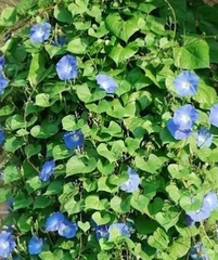 Ipomoea tricolor
