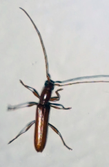 Aneflomorpha