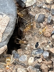 Myrmecocystus mexicanus