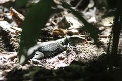 Pholidoscelis fuscatus