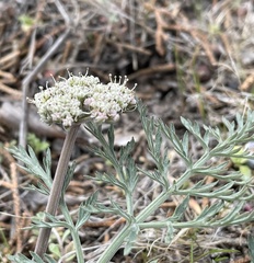 Lomatium nevadense