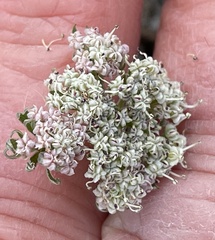 Lomatium nevadense