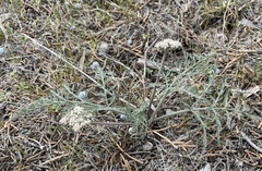 Lomatium nevadense