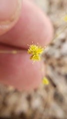 Eriogonum reniforme