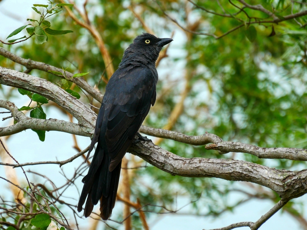 South Melanesian Cuckooshrike