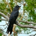 South Melanesian Cuckooshrike - Photo (c) Decourt Théo, some rights reserved (CC BY-NC), uploaded by Decourt Théo