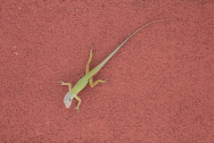 Anolis trinitatis