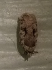 Agonopterix curvilineella