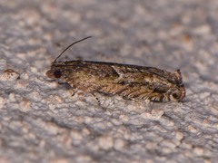 Pseudexentera haracana