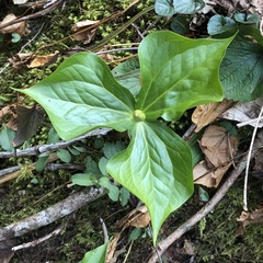 Trillium erectum