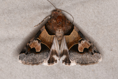 Drasteria pallescens