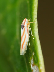 Erythridula noeva