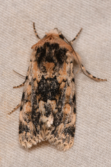 Sympistis singularis