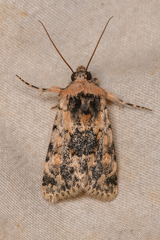 Sympistis singularis