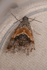 Tripudia balteata
