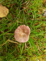 Russula nitida