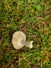 Russula nitida