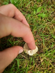 Russula nitida