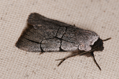 Sympistis ragani