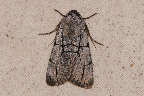 Sympistis ragani photo 5