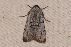 Sympistis ragani
