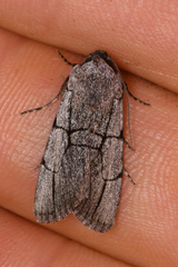 Sympistis ragani