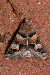 Drasteria pallescens