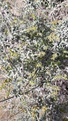 Grayia spinosa