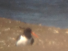 Haematopus palliatus