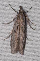 Rhagea stigmella