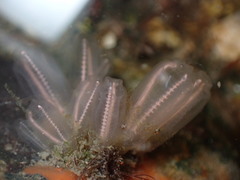 Clavelina huntsmani